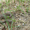 Northern Lined Snake