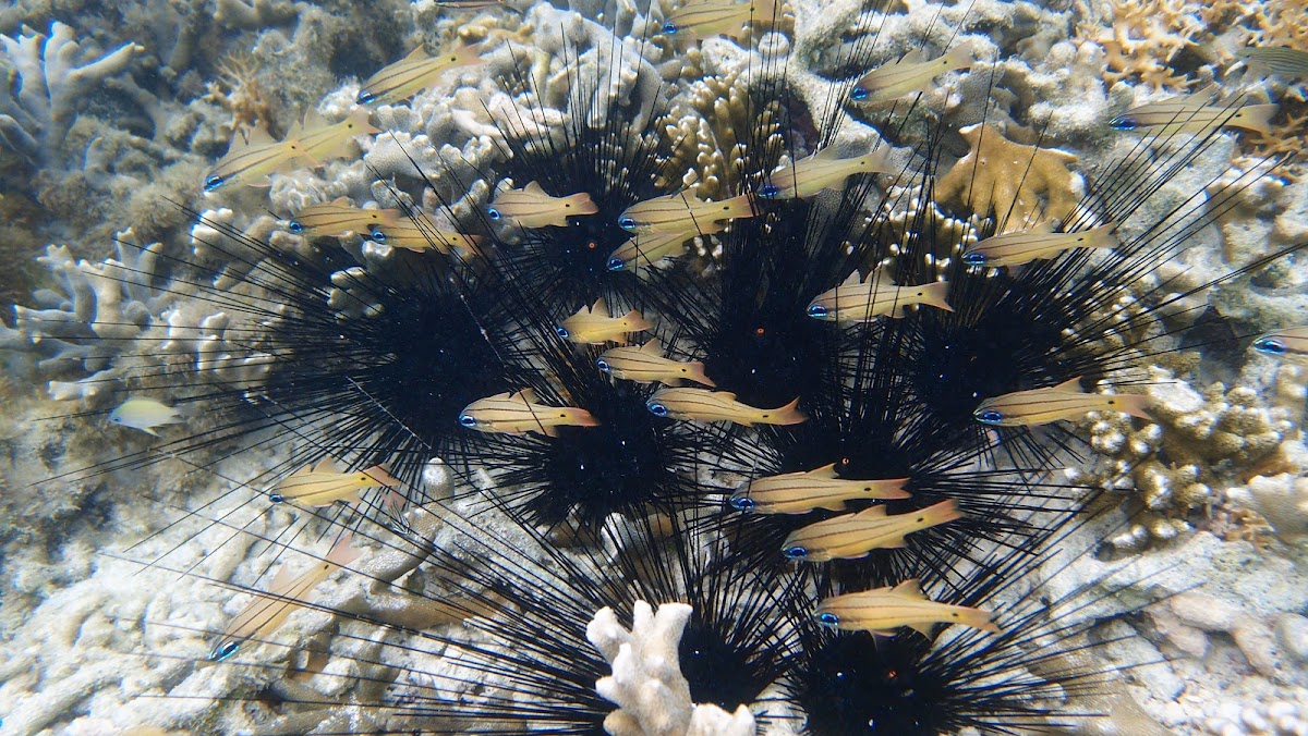 Spotted-gilled cardinalfish