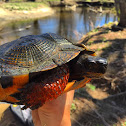 Wood Turtle