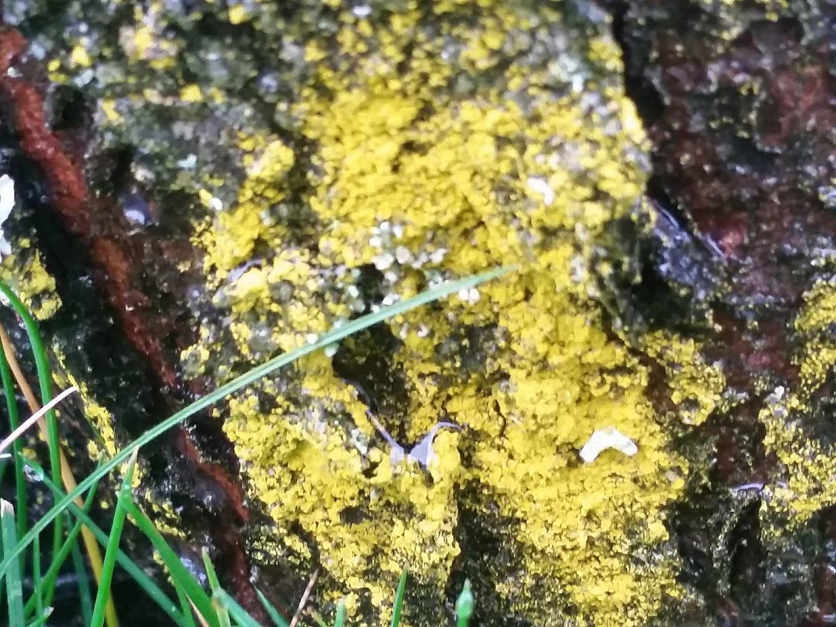 Gold dust lichen