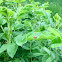 Multicolored Asian Lady Beetle