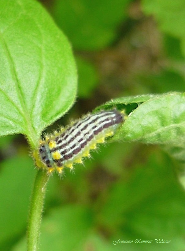 Emesis caterpilar