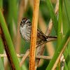 Swamp Sparrow