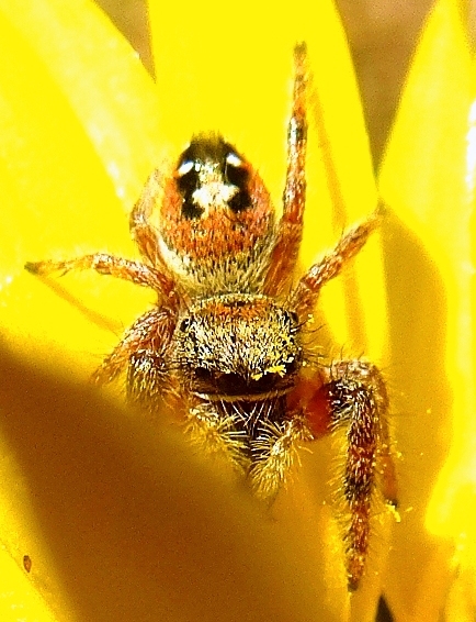 Red backed jumping spider (female)