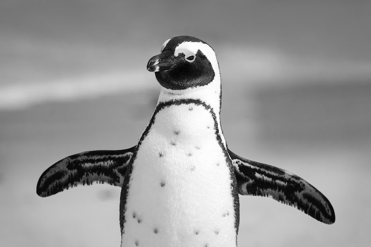 The African penguin population has dipped from more than a million breeding pairs in the early 1900s to about 10 000 pairs today