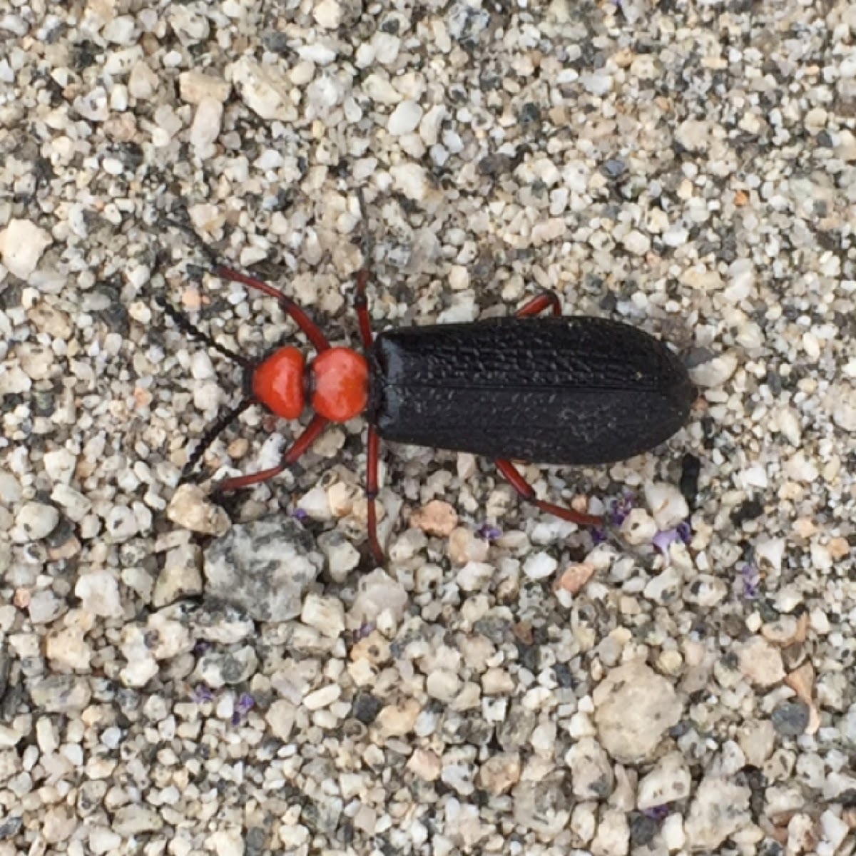 Arizona Blister Beetle