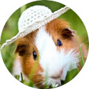 Guinea Pig Wallpaper HD New Tab