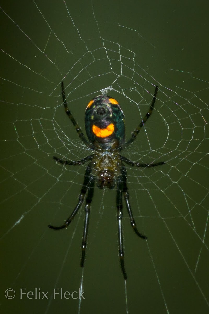 Orchard Spider