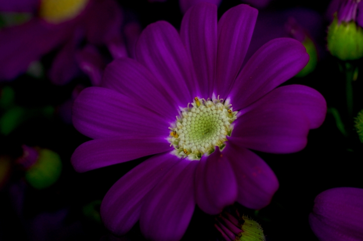 Petali viola.... di tiviolivalentino