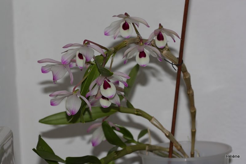 Dendrobium nobile 'Irène' - Page 2 AcEs2Wshig0TfTOqKUnGjTqjSiTLwf3Meug5oB0AajvQfwM5bBqatQldoK-PiBMwyyyZbUbqNwAO_55cmw-PoVl5VD6L-8G6PKSUzNef8jYvo5I46jAJAYmjFqbjmp2Vd885E7TmpkEw4dkAIw_WVyCXiJvKG72Wnd4SkfVikdlFTZcDODOc6oUcpFlSPAn6y4BJR3_a0xTWrAfHxWHJwthXwWje81QzaxFPriyFSknvDasXLgaDqgloLVMj0VAbHMWOwjD2Hpdmk0dbf1SvLqjVse9ahH_G-rAW6Gk-CDE6-SLxLc4Mpada_EPuZ-vZQw_oQG9a9OcgwfbS8-u7zCr5_3g5-UK91m90RxGBPV9Q-_Q1spMqh8x5eXHllh18WXTZoSNSkyqqt2vt15bK8DnvQ57eQwXgDQDXDkzUVEjnBxrddQu7sO3JFMfmD1dL92_7mv9eMVhfgdS5WEnB2Mr3FWxOcaw2OHq3B0ZVRU0Z73-cBHVgVkBmovVsH3XodRN4LWIoPQWsJbhKPShElxdX2tFF29MYXAIgiYL89K2WZ9jy5cbLehdIhobv4y4f3wXV=w800-h533-no