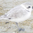 Snowy Plover