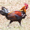 Red Junglefowl