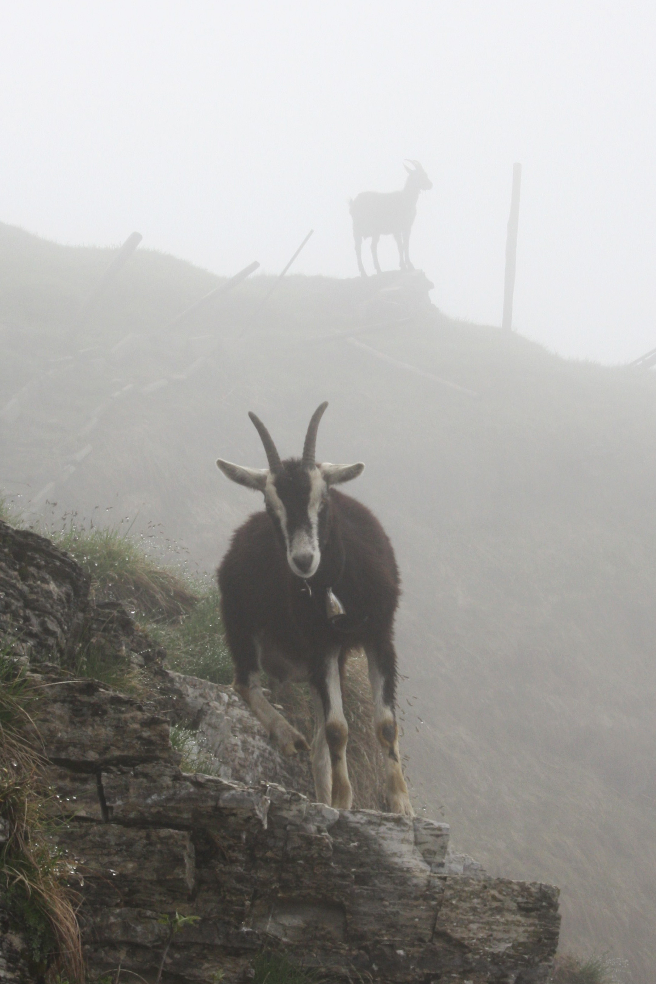 le capre di monte generoso di antonioromei