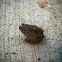 Woodhouse's Toad