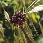 Wild leek