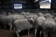 The National Council of SPCAs has approached the high court in Makhanda, seeking an interdict to halt the export of about 70‚000 live sheep by ship to Kuwait.