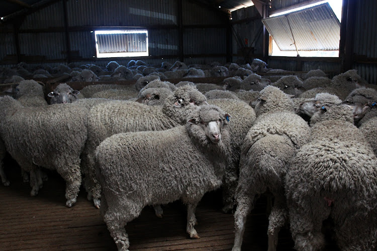 CONTROVERSIAL SHIPMENT: The National Council of SPCAs has approached the high court in Makhanda seeking an interdict to halt the export of about 70‚000 live sheep to Kuwait by ship