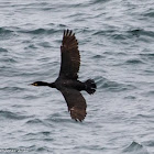 Cormorant