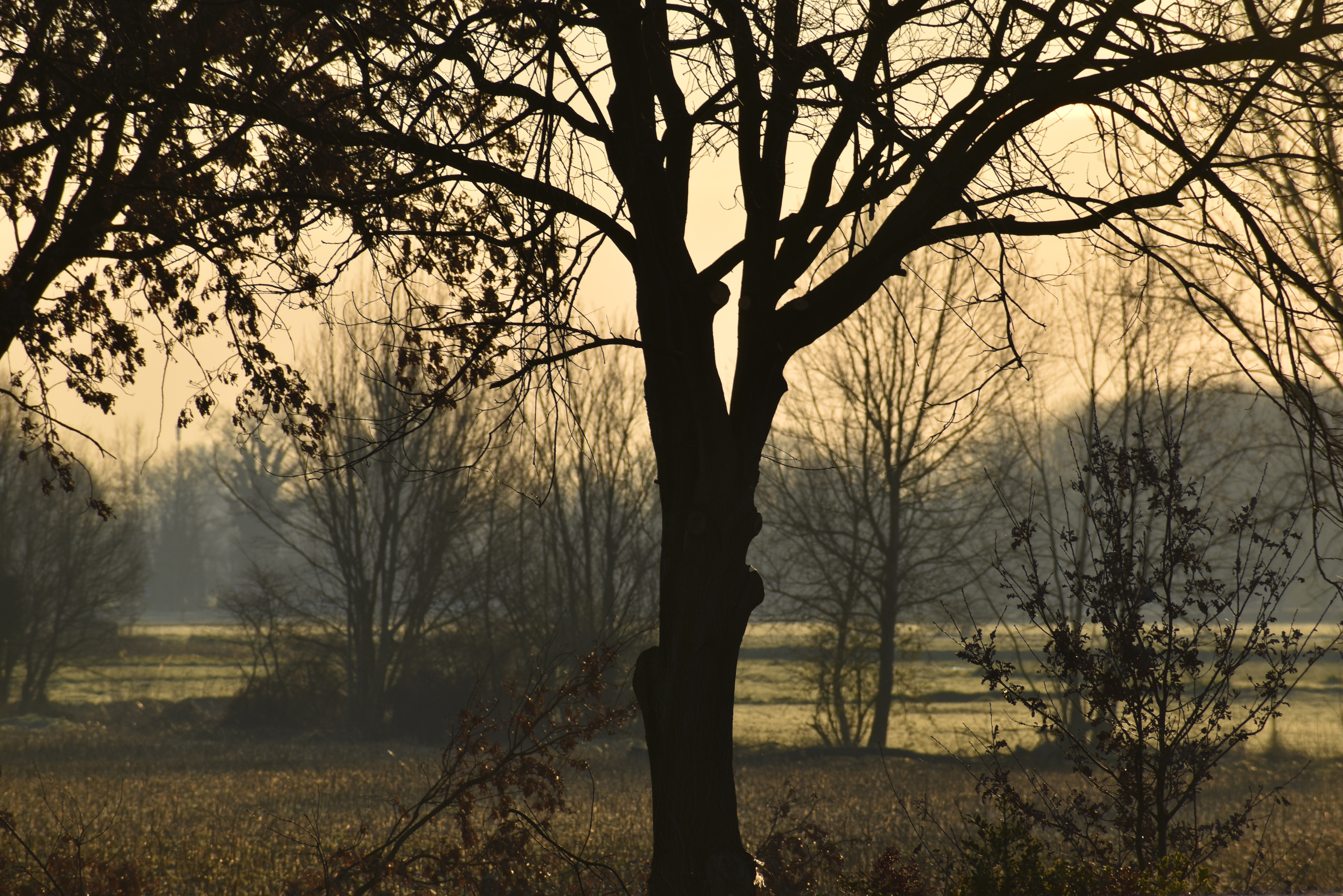 Un alba gialla come il grano di Huntressofsunset