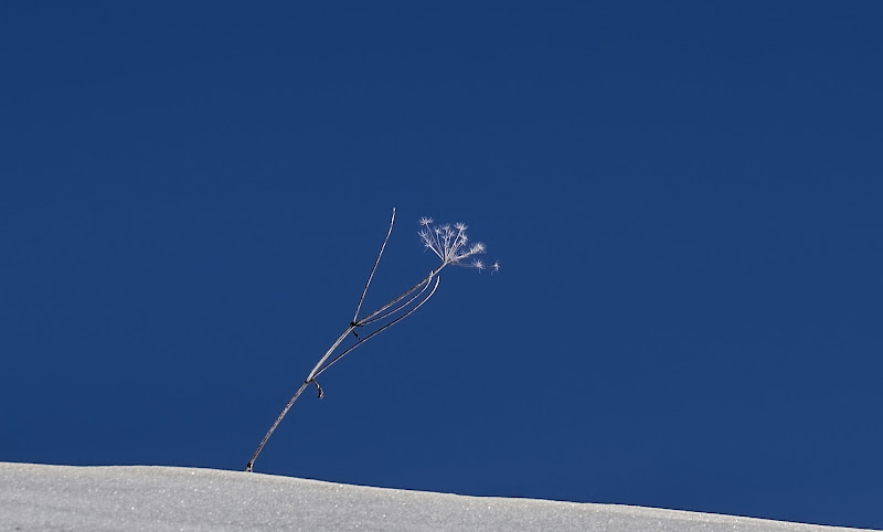 white in the blue di alfonso gagliardi