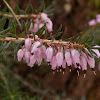 Winter heath