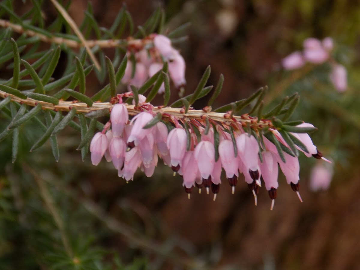 Winter heath