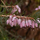 Winter heath