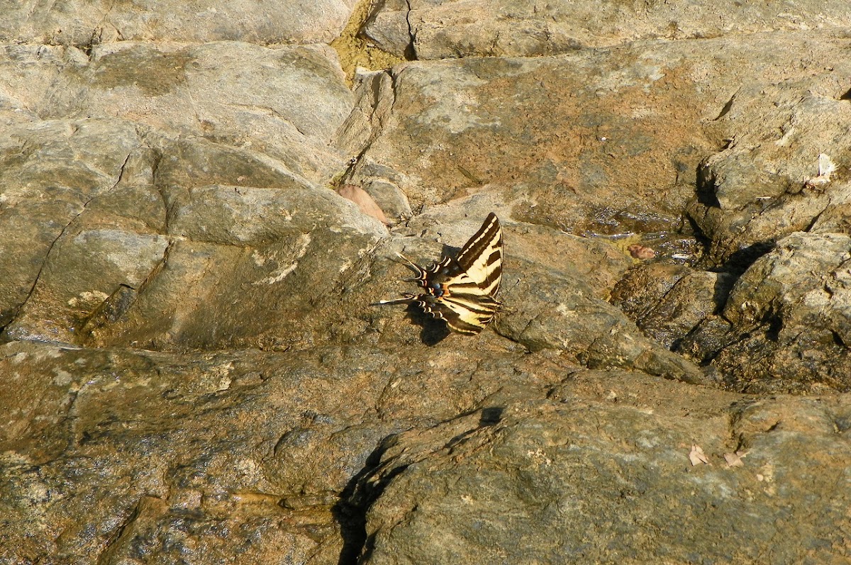 Mariposa cometa de tres colas