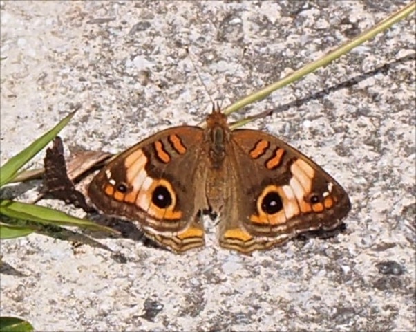 Mangrove Buckeye