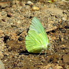 Lemon Emigrant ♂