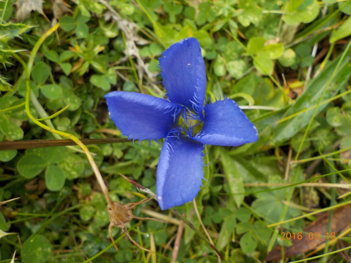 Small Fringed Gentiana