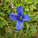 Small Fringed Gentiana