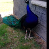 Peacock or peafowl