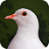 Destiny Dove icon