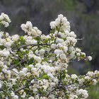 California lilacs