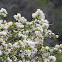 California lilacs