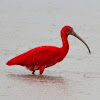 Scarlet Ibis