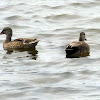 Gadwall