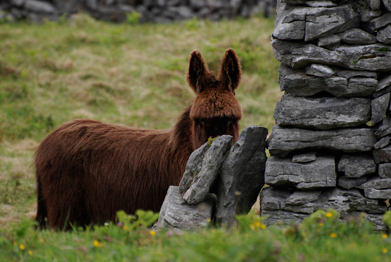 Asal Inis Oirr di luiker