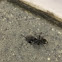 Black carpenter ant