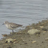 Black bellied plover