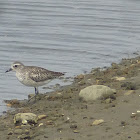 Black bellied plover