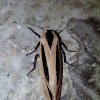 Arctiid Moth