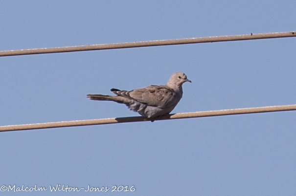 Collared Dove; Tórtola Turca