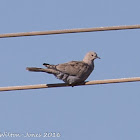 Collared Dove; Tórtola Turca