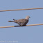 Collared Dove; Tórtola Turca