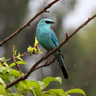 Verditer Flycatcher