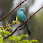 Verditer Flycatcher