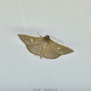 Sapodilla Borer Moth