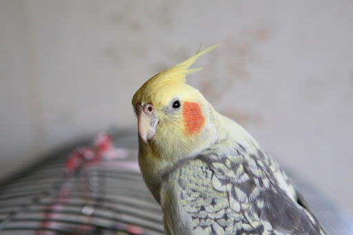 Canto para amansar sua calopsita